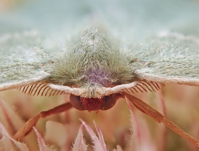 Sussex Emerald moth Sussex Emerald moth