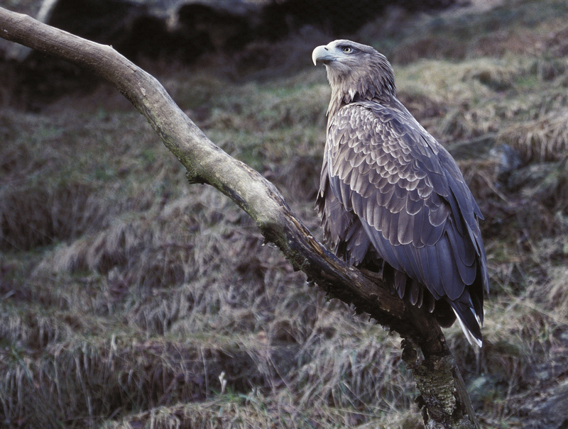 Rye Harbour Nature Reserve Wildlife Sightings: February 2024