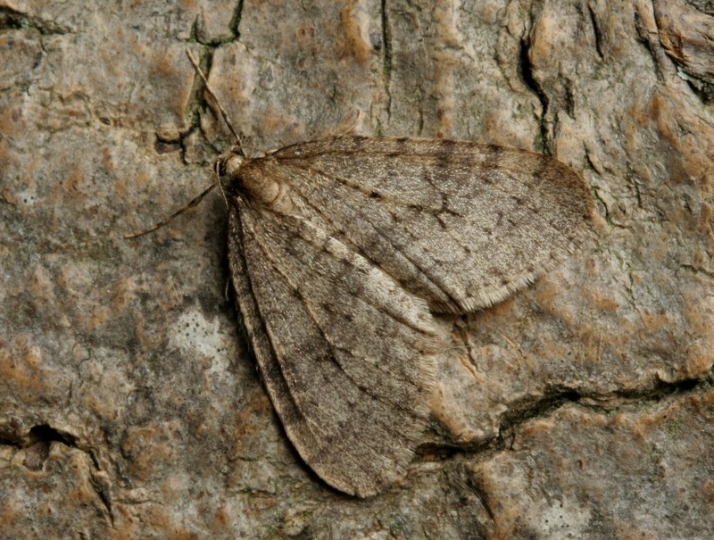 Winter moth Winter moth