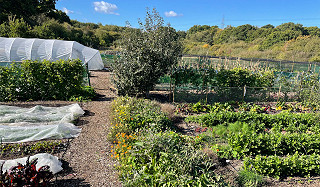 West facing garden