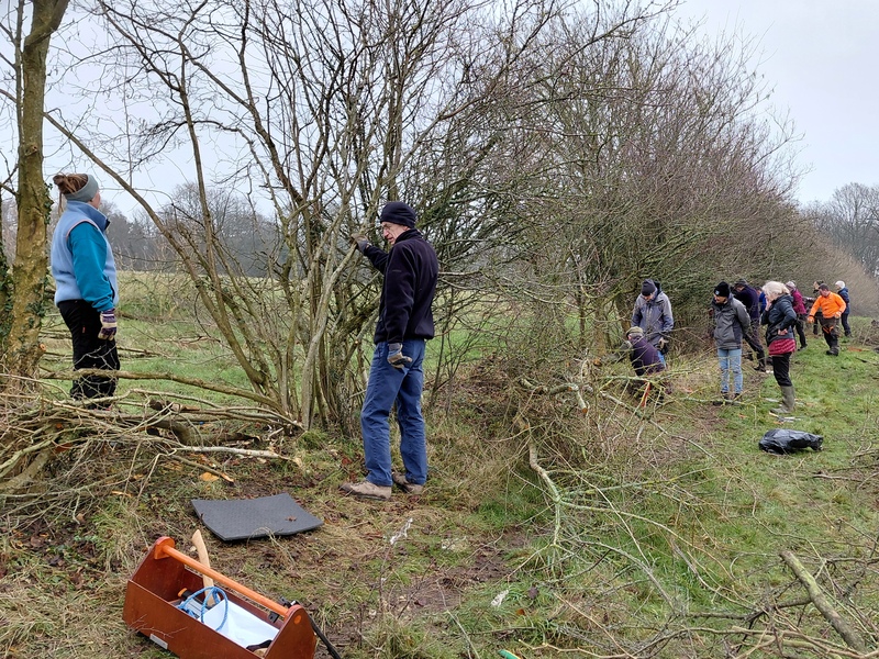 Volunteer impact on the Wilder Horsham District project 2026