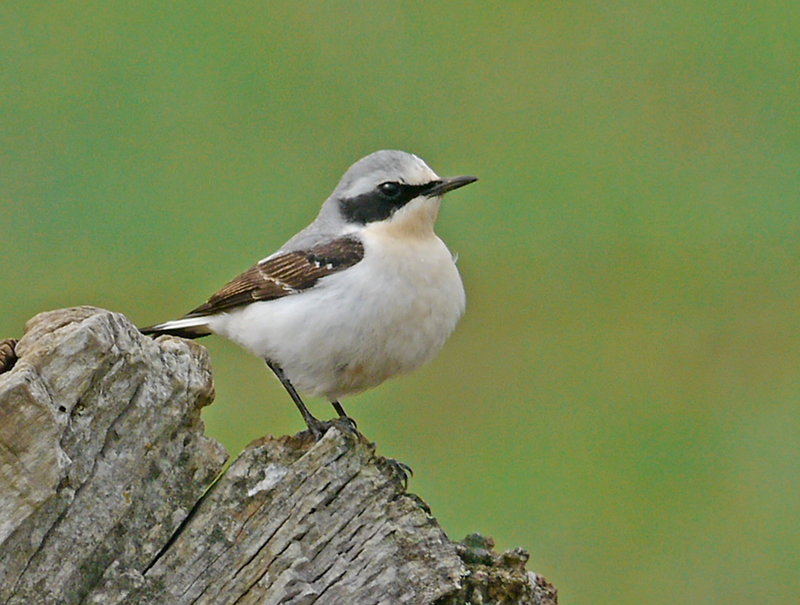 Wheatear