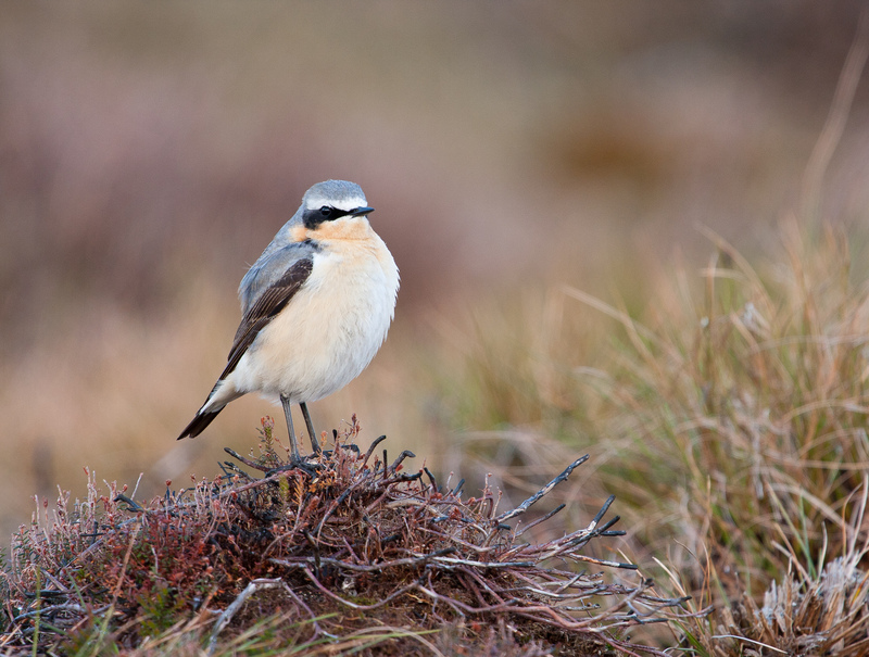 Rye Harbour Nature Reserve Wildlife Sightings: March 2024