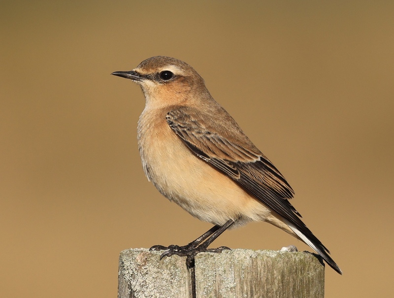Rye Harbour Nature Reserve Wildlife Sightings: August 2025