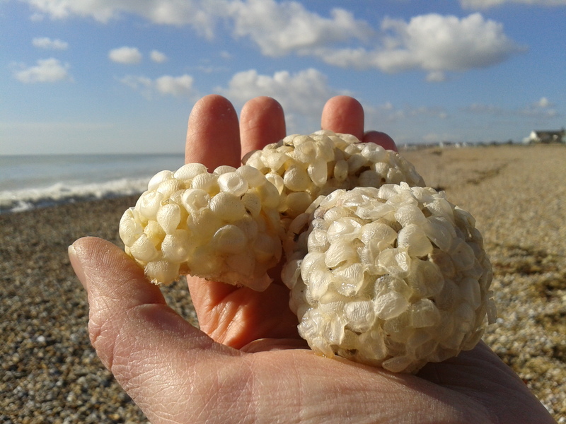 Whelk eggcases
