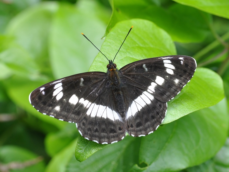 White Admiral © Bob Eade White Admiral © Bob Eade