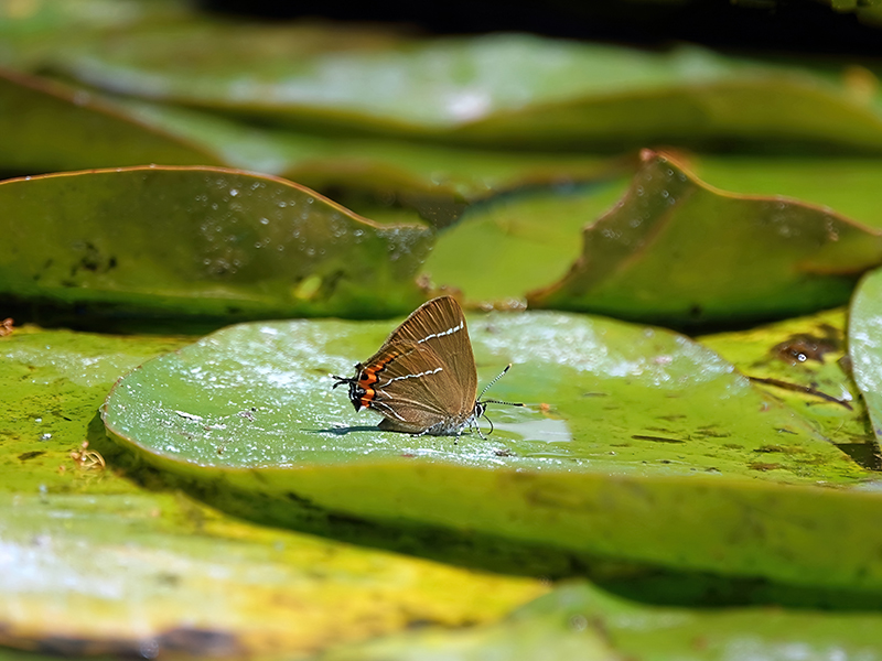 White-letter Hairstreak Butterfly © PK