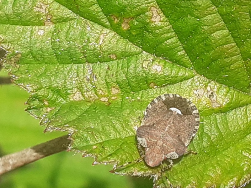 White-shouldered Shieldbug © David Bentley
