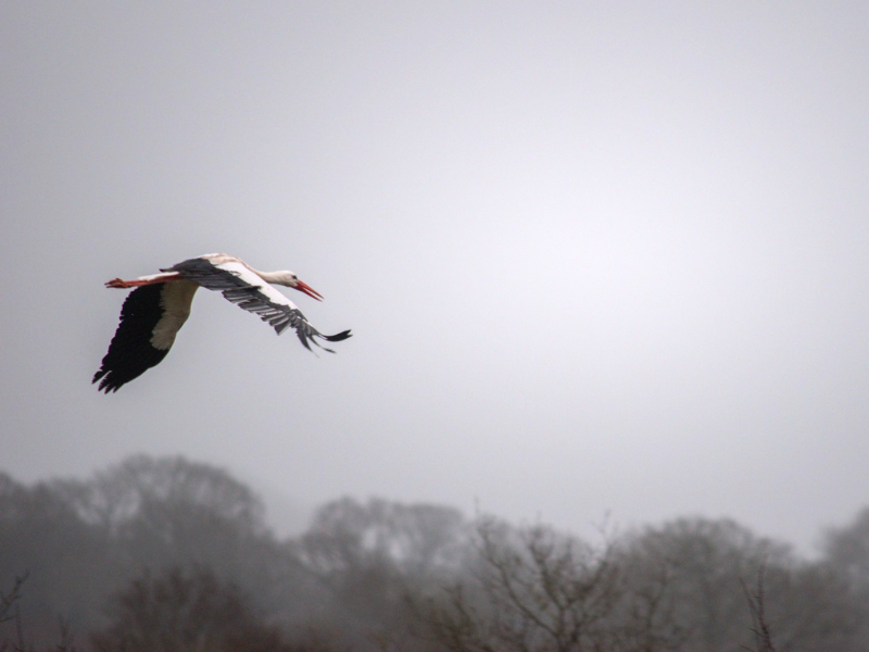 White Stork © Bobbie Lane