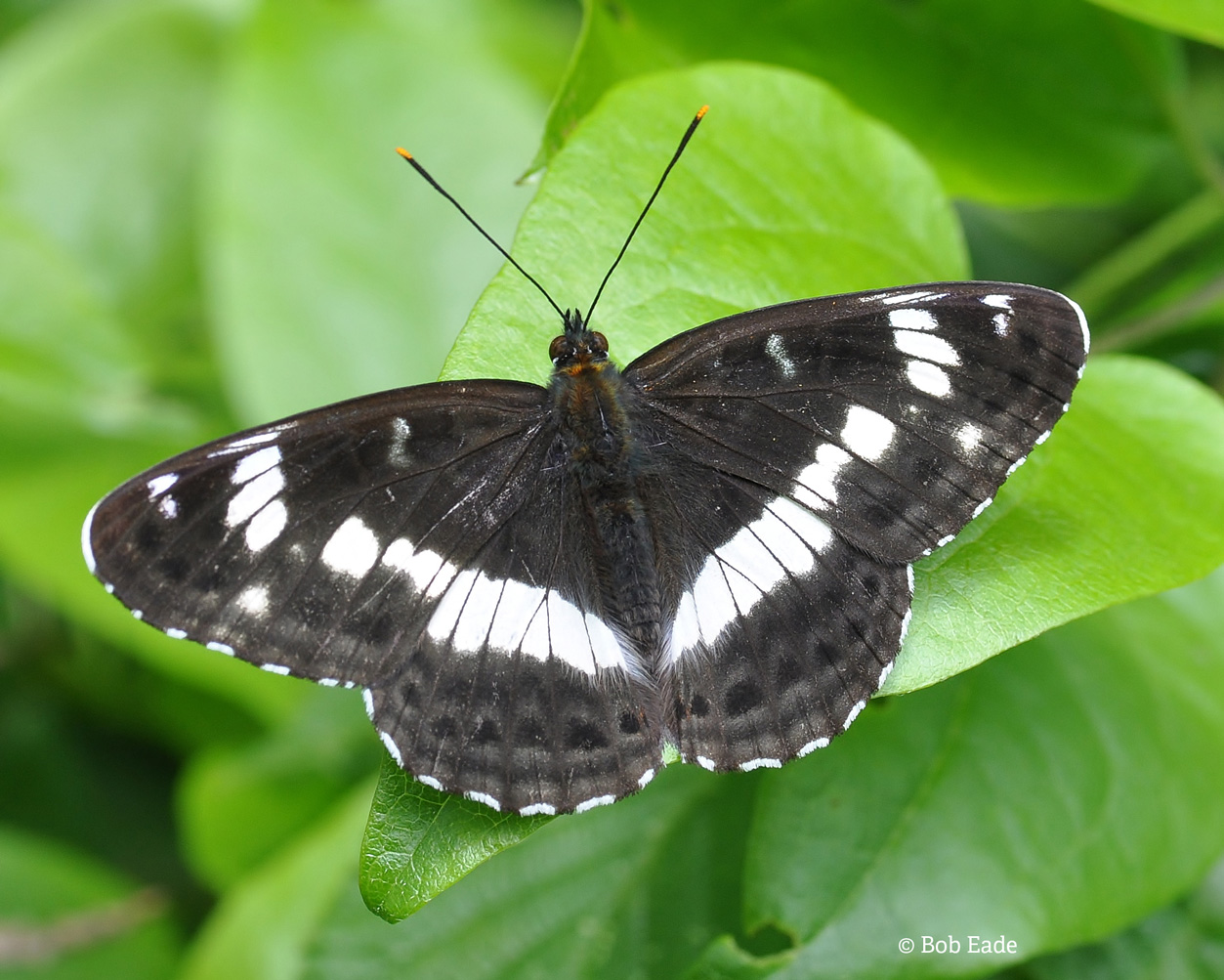 White admiral BobEade