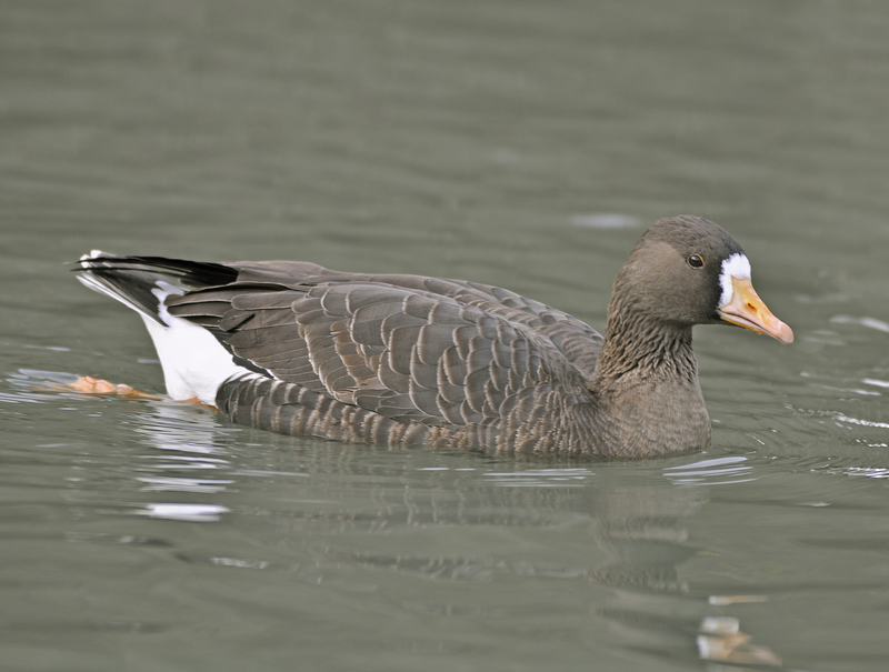 White-fronted Goose