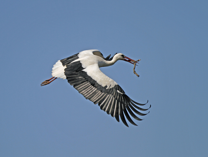 White Stork