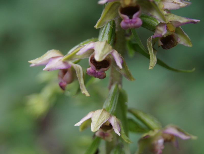 Broad-leaved Helleborine