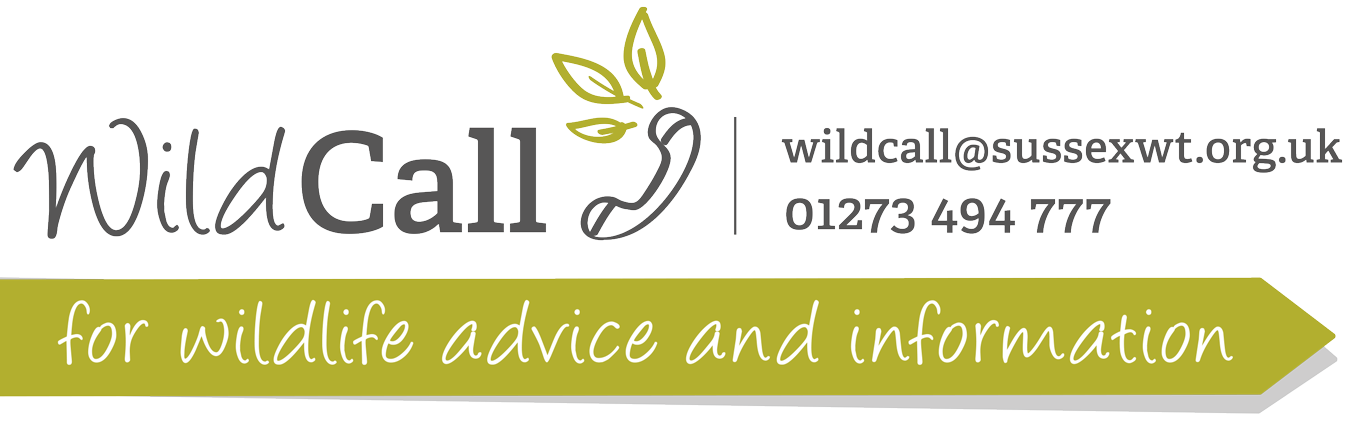 Wildcall logo banner