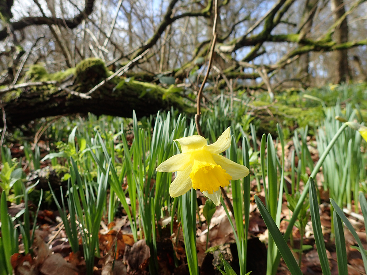 WildDaffodil2 glennNorris