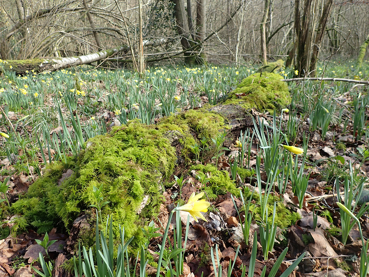WildDaffodil glennNorris