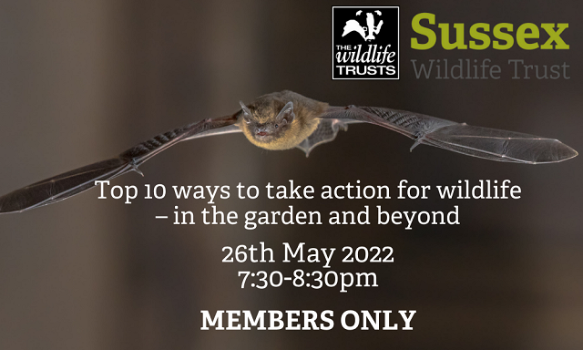 Top 10 ways to take action for wildlife – in the garden and beyond! Members Only Webinar.