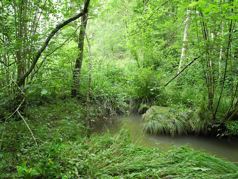 Willand Wood © Mark Monk-Terry