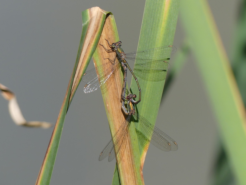 Willow Emerald Damselfly pair mating © Simon Linington
