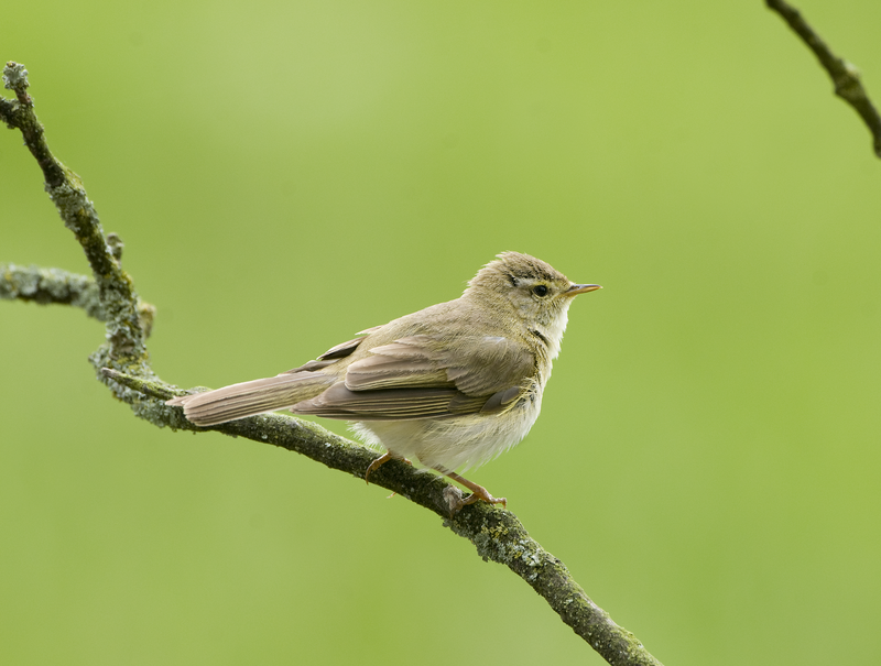 Willow Warbler