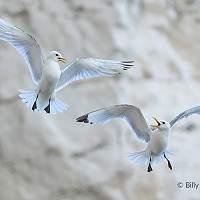 12. Wing to Wing - Billy Evans-Freke
