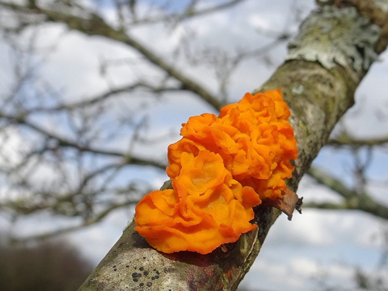 Witches Butter © Rob Eadie