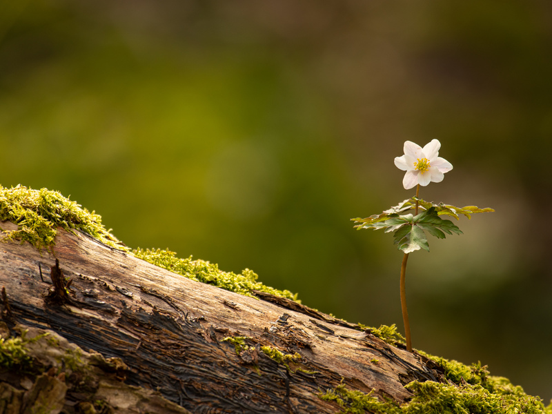 Emergence creative nature writing anthology