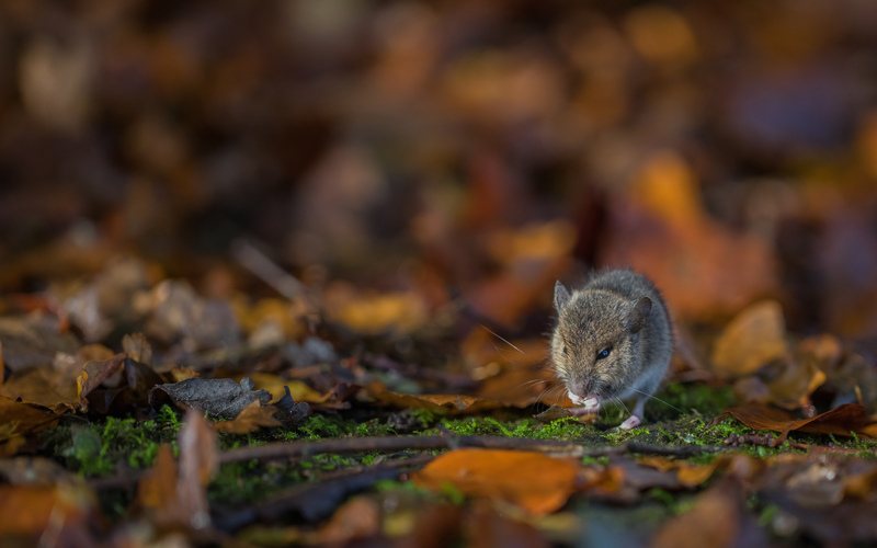 Wood Mouse autumn Wood Mouse autumn