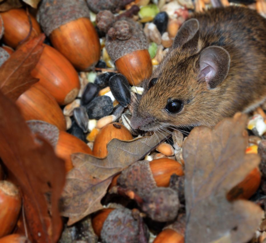 Wood Mouse © Alan Price