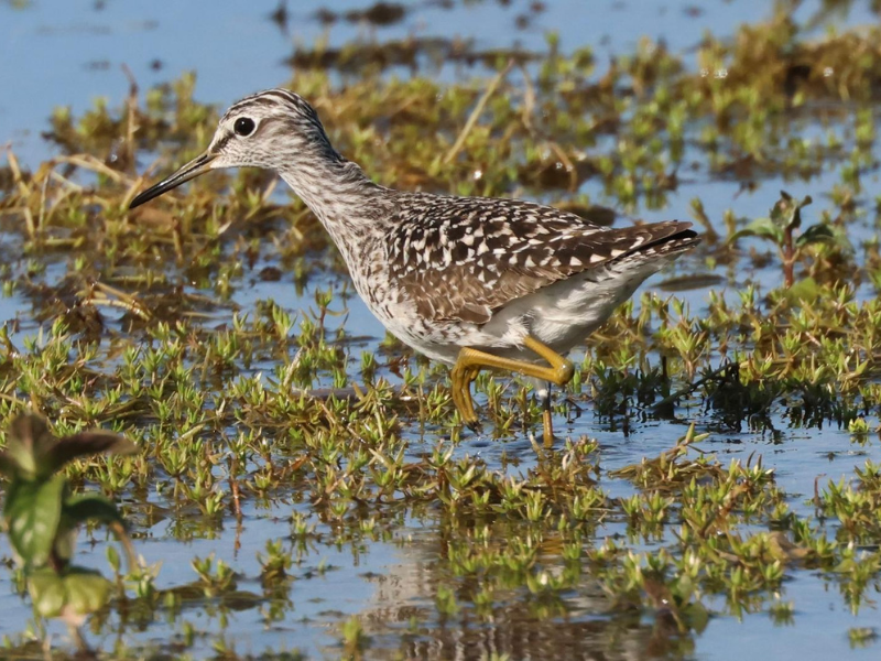 Wood Sandpiper © James Tomlinson