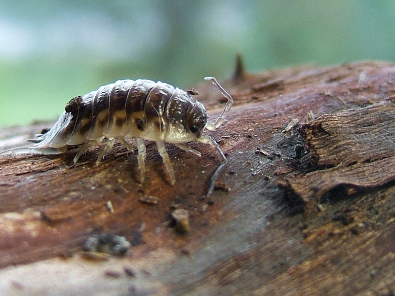 Woodlice and Dead Wood