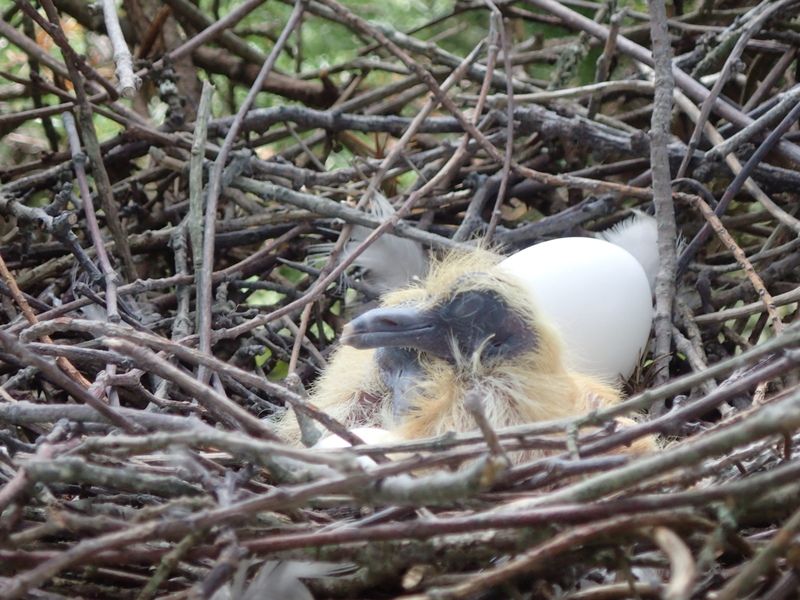 Are birds' nests protected by law?