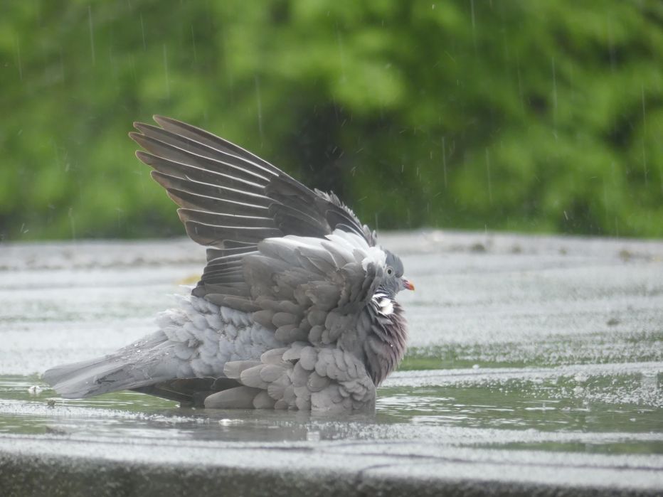 Wood Pigeon having a bath Wood Pigeon having a bath
