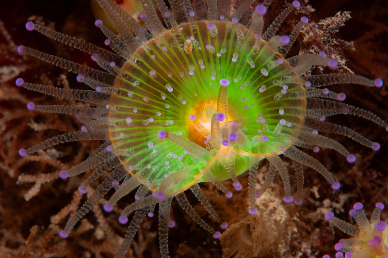 Jewel Anemone © Paul Parsons