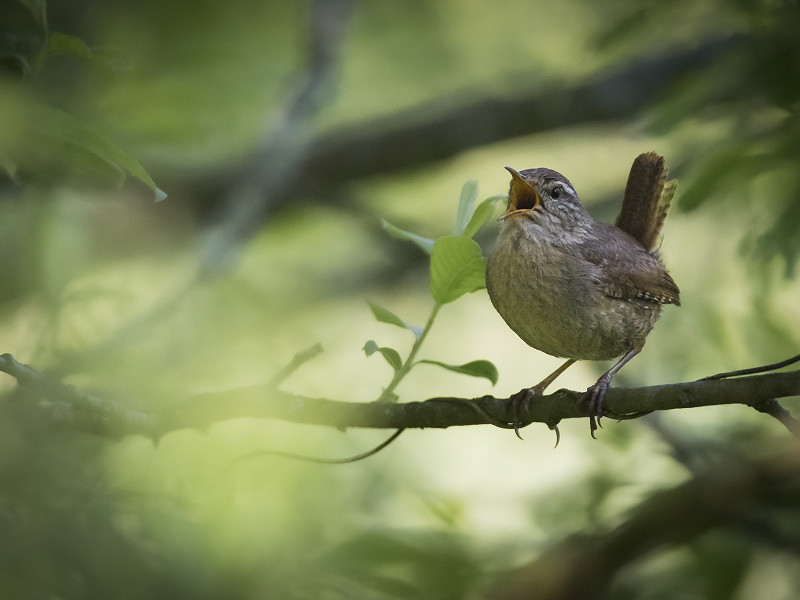 A Bundle of Winter Wrens