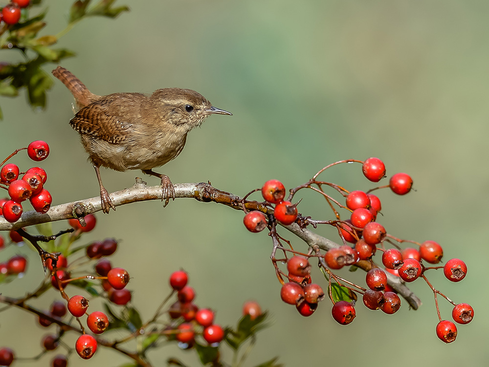 11 millionth record is a Wren!