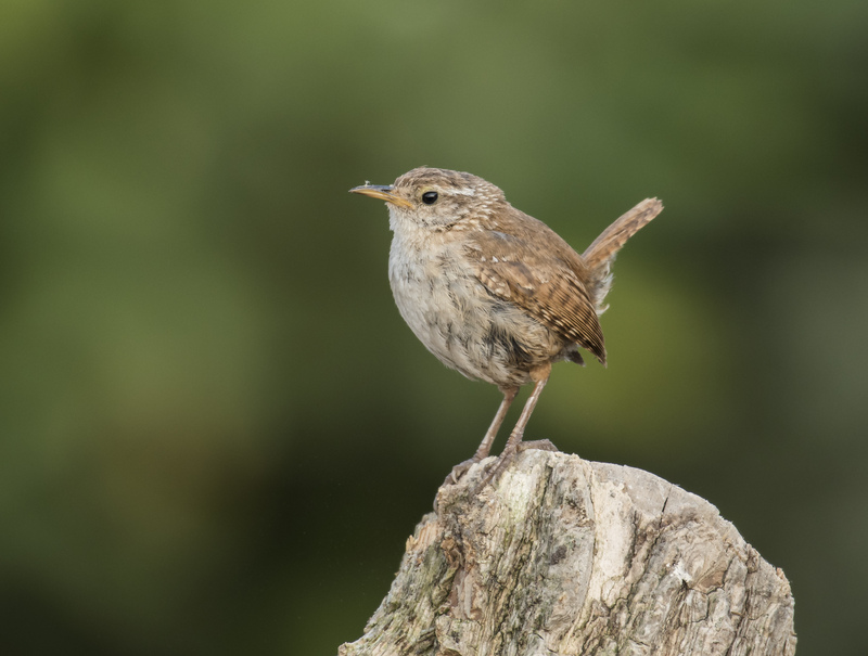 Wren