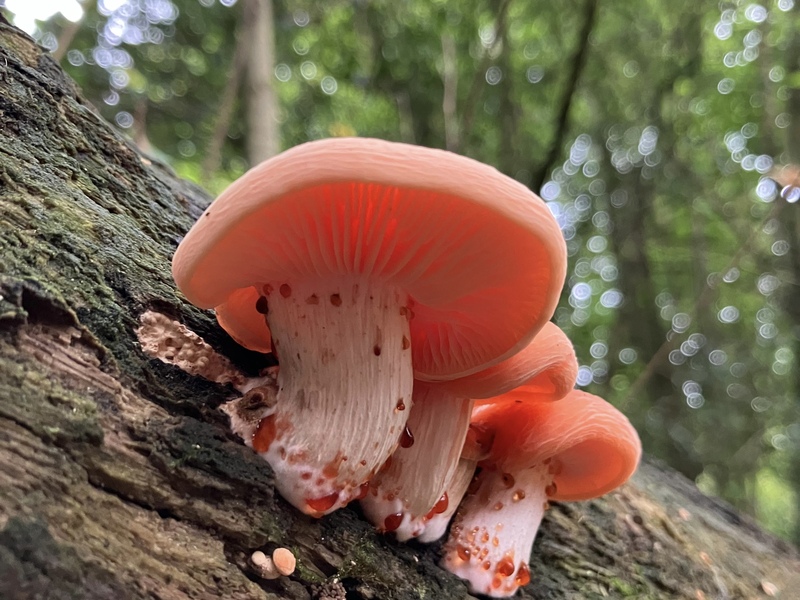 Wrinkled Peach © Milly Manley