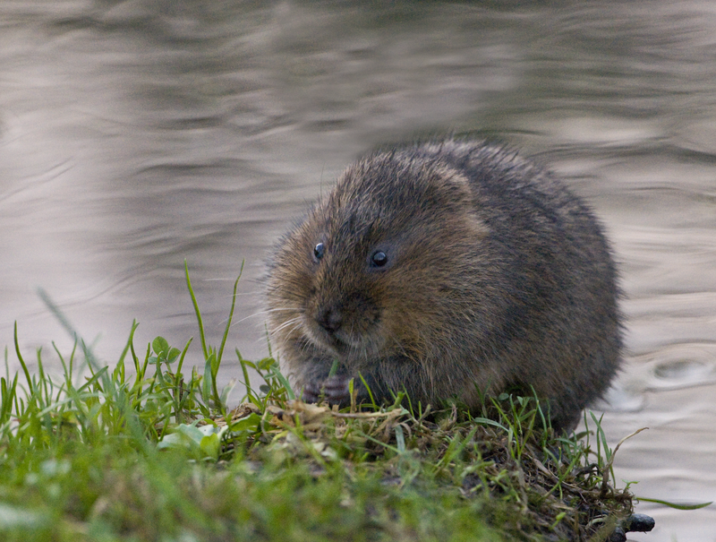 Water Vole