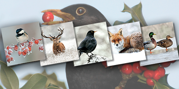 Sussex Wildlife Trust Christmas Cards