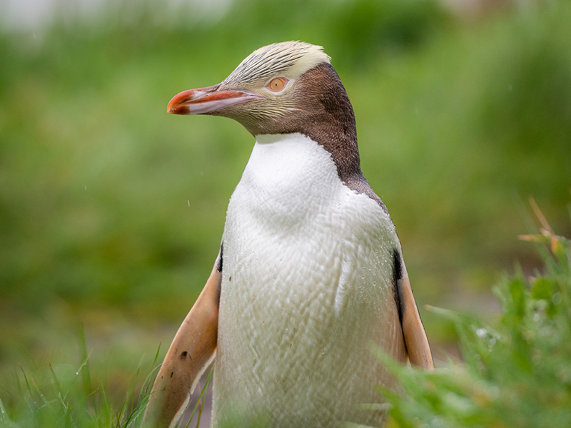 Yellow Eyed Penguin © Piers Fearick