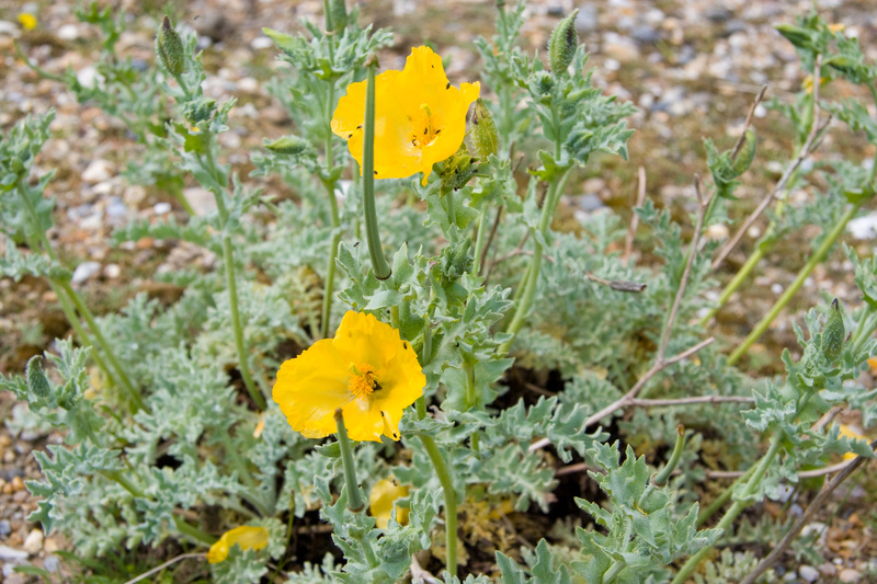 Yellow Horned-poppy © Dave Kilbey