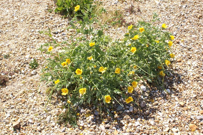 Yellow Horned-poppy