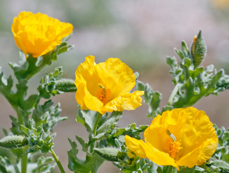 Yellow Horned-poppy