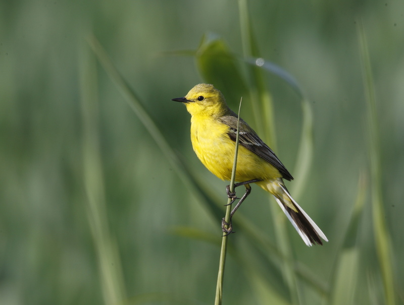 Rye Harbour Nature Reserve Wildlife Sightings: April 2024
