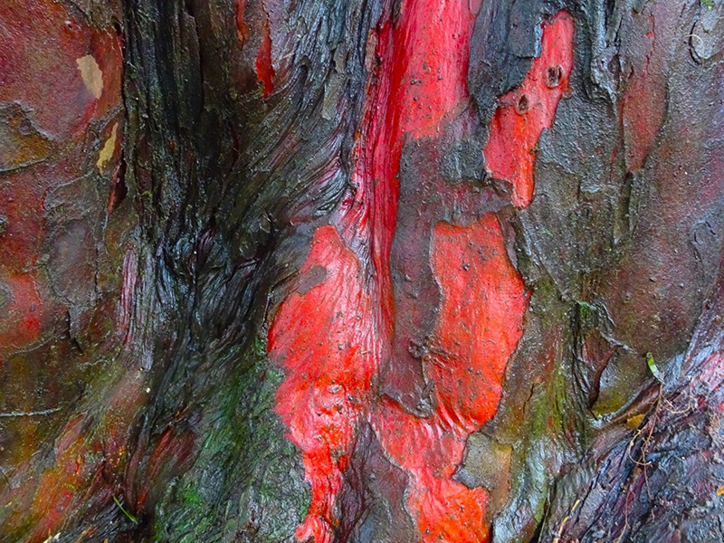 Yew Tree bark © Rob Eadie